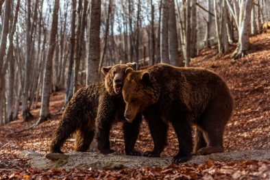 Bear © Οδ. Χλωρίδης:Αρκτούρος
