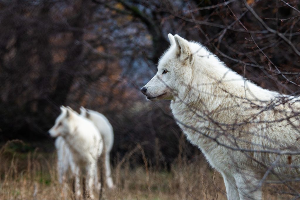 Λύκοι © Οδ. Χλωρίδης:Αρκτούρος