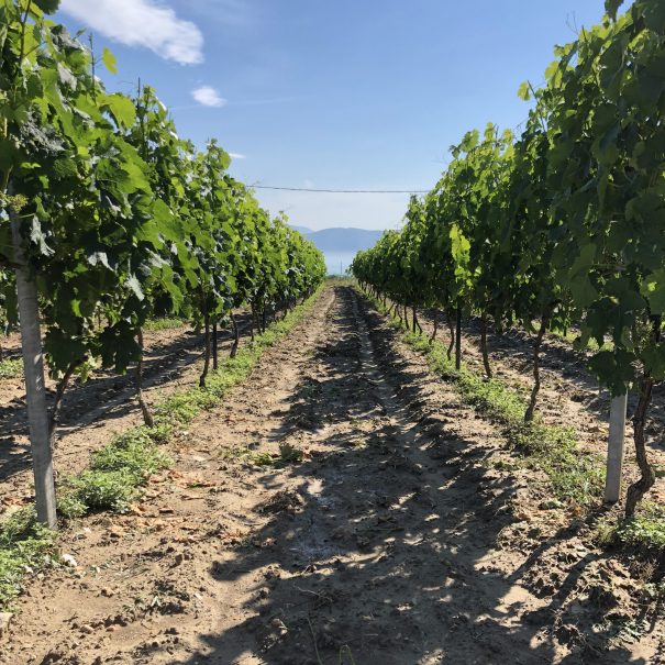 vineyard in west macedonia